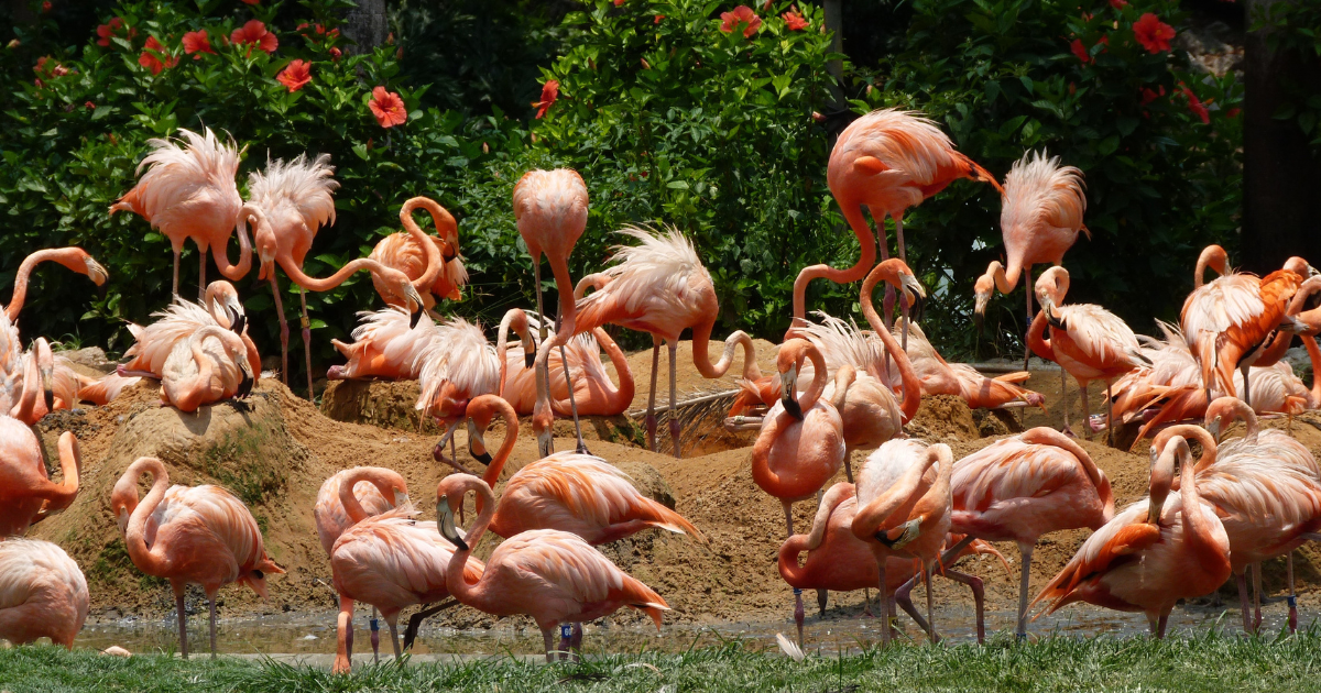 Emirates Park Zoo ABU Dhabi