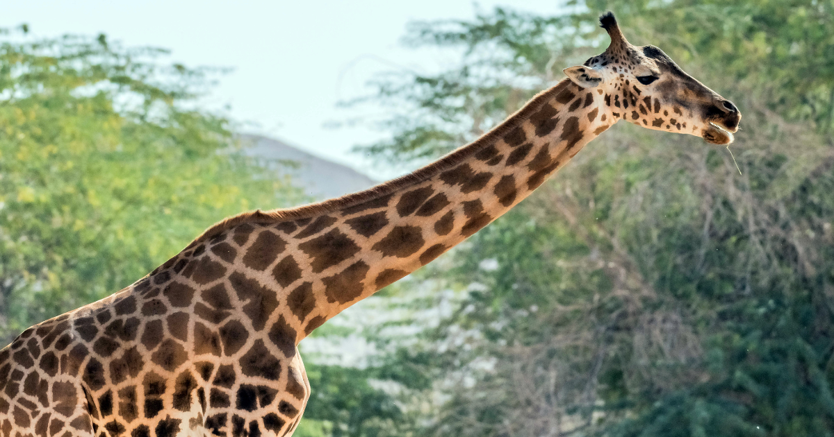 Emirates Park Zoo ABU Dhabi