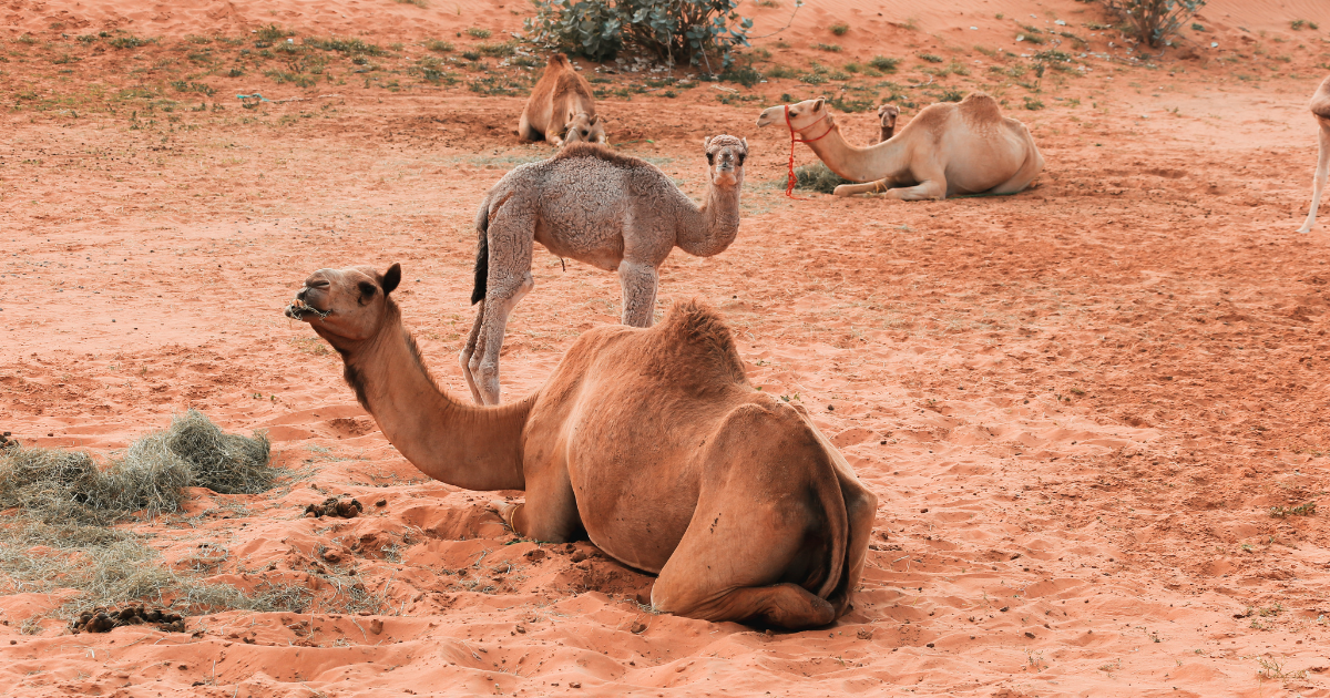 Safari nel deserto di Ras Al Khaimah