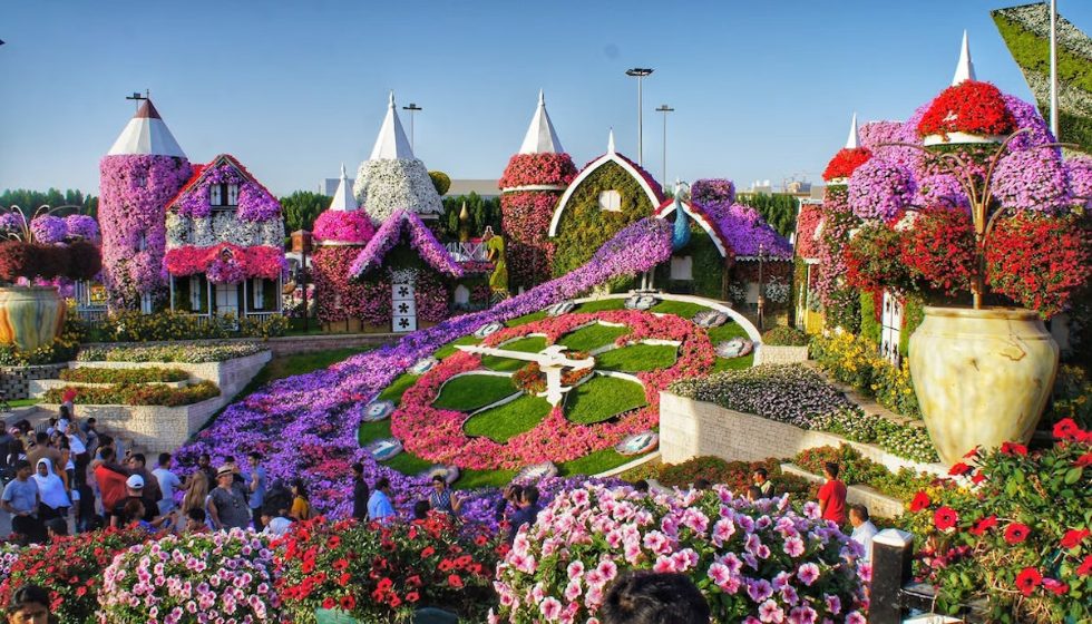 Парк Miracle Garden (сад чудес) в Дубай