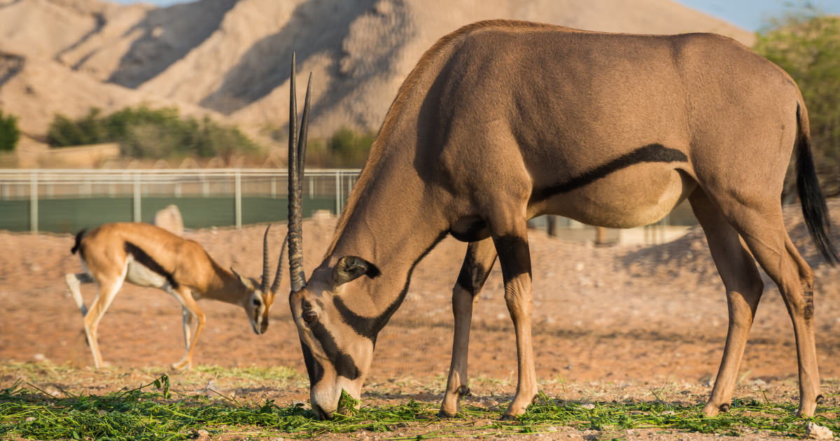 Tour della città di Al Ain da Dubai