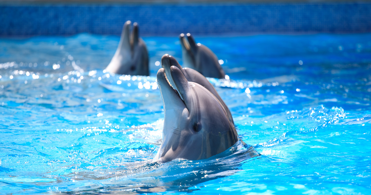 Dubai Dolphinarium & Seal Show