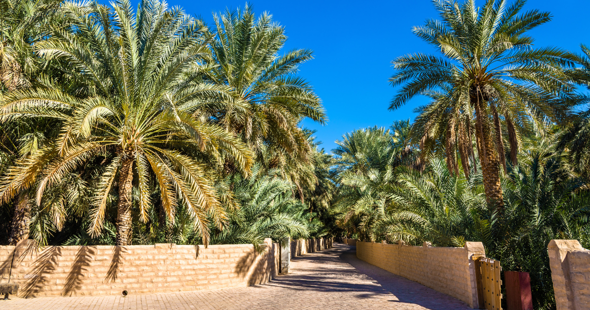 Tour della città di Al Ain da Dubai
