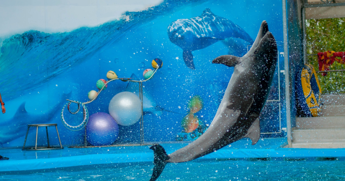 Dubai Dolphinarium & Seal Show