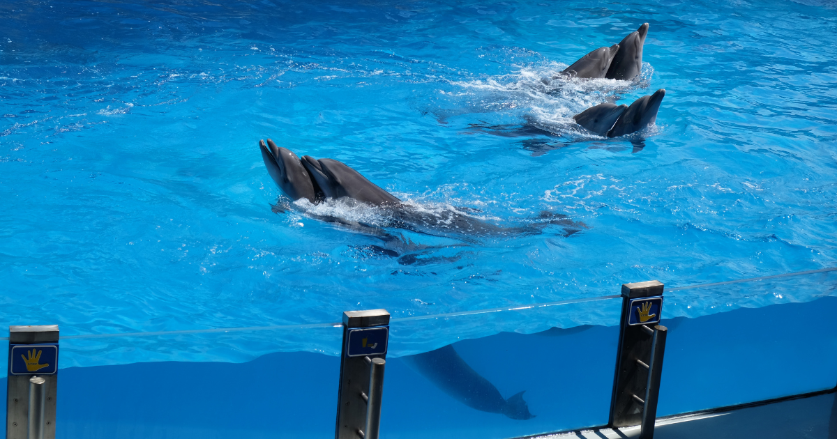 Dubai Dolphinarium & Seal Show