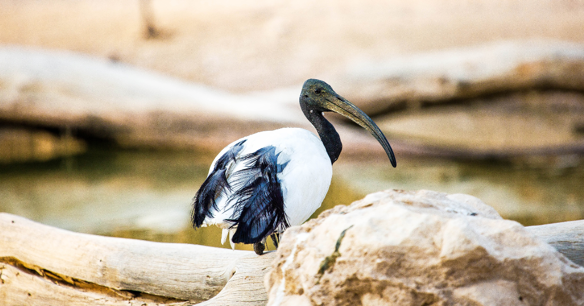 Tour della città di Al Ain da Dubai
